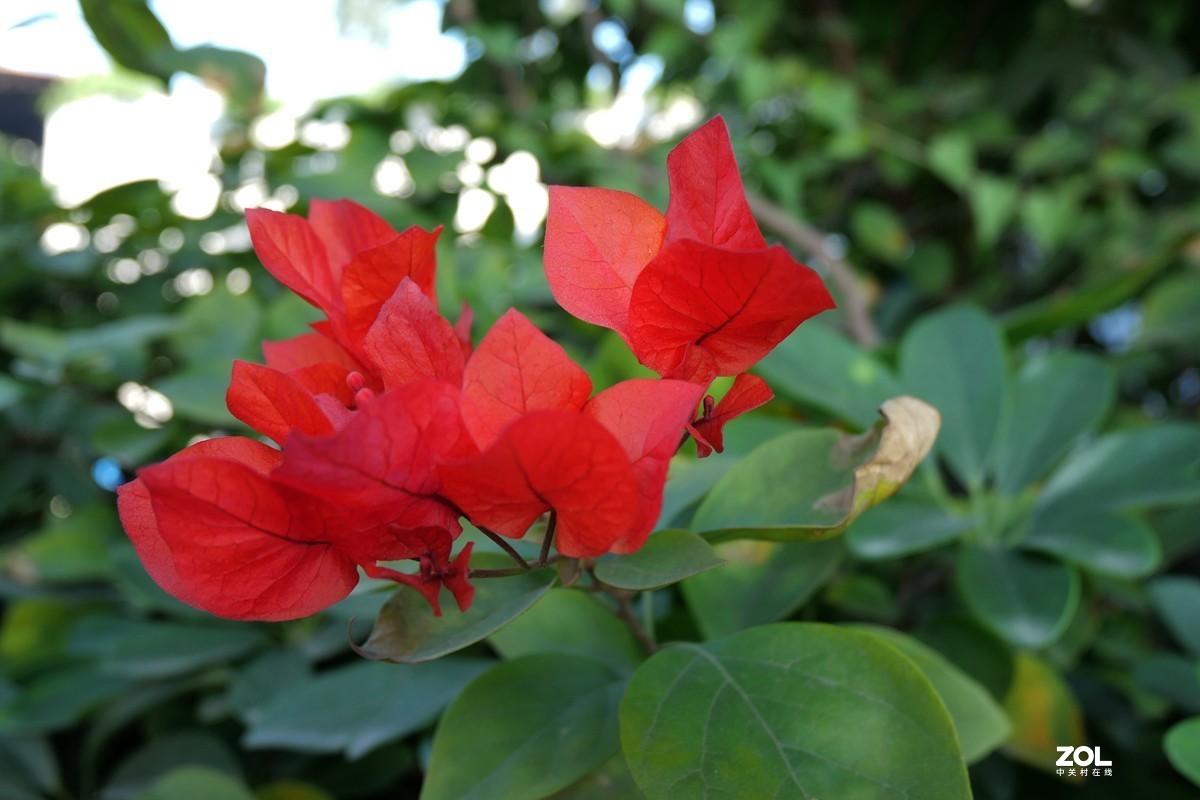 初冬好天气， 三角梅盛开