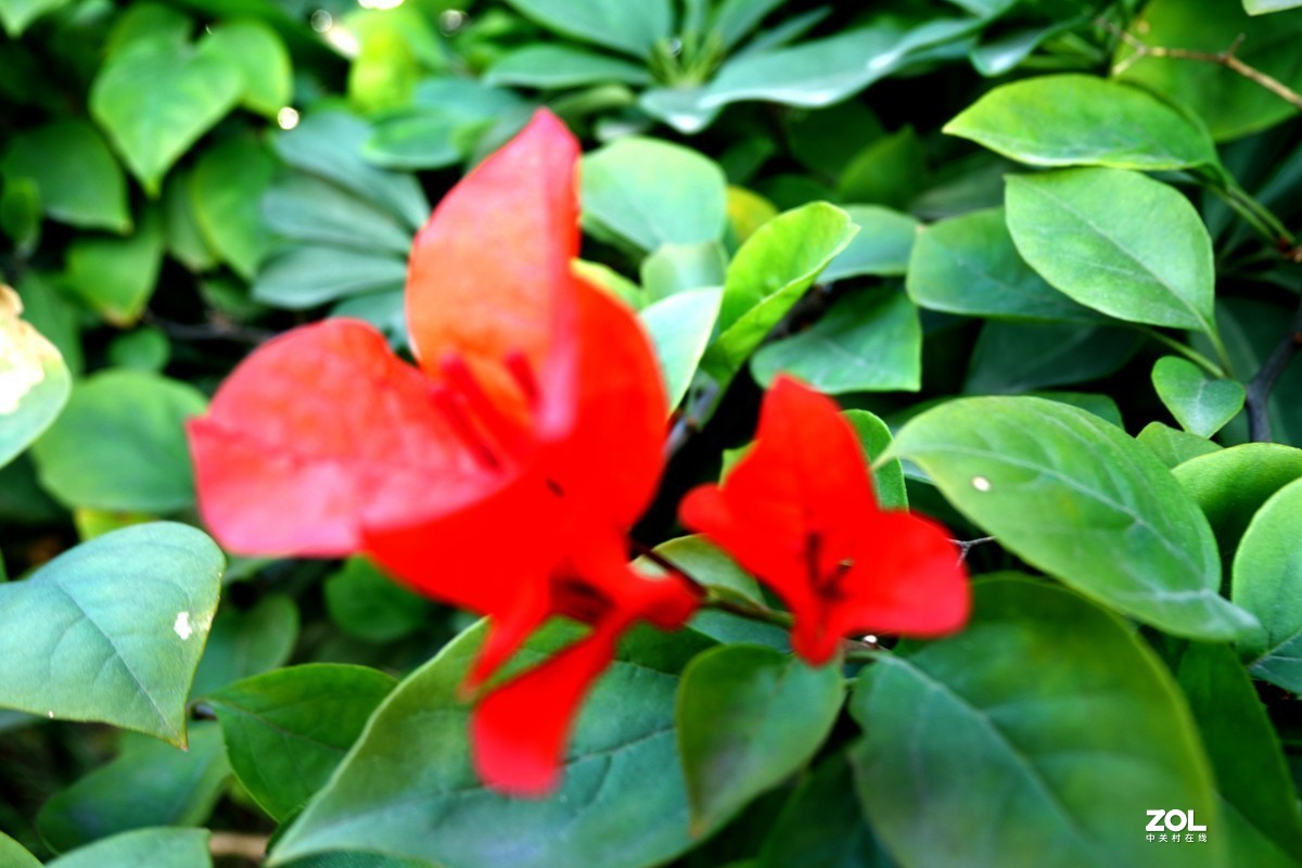 初冬好天气， 三角梅盛开