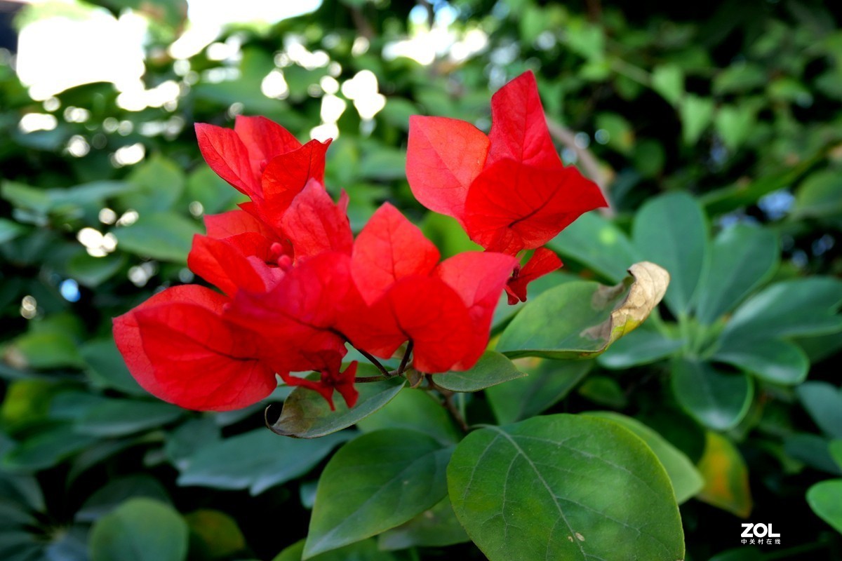初冬好天气， 三角梅盛开