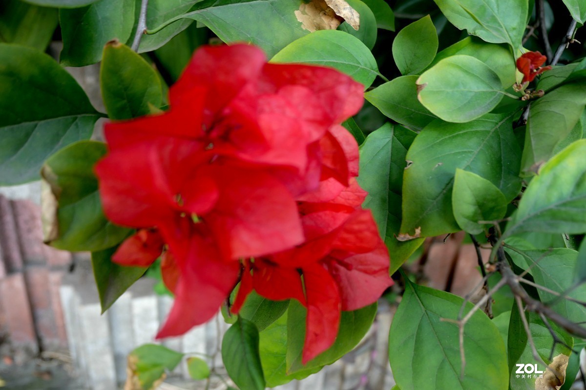 初冬好天气， 三角梅盛开