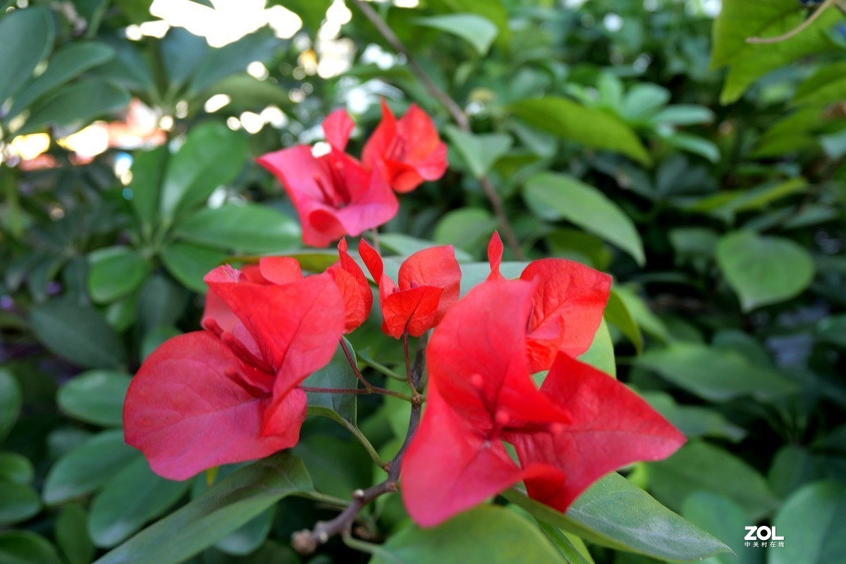 初冬好天气， 三角梅盛开