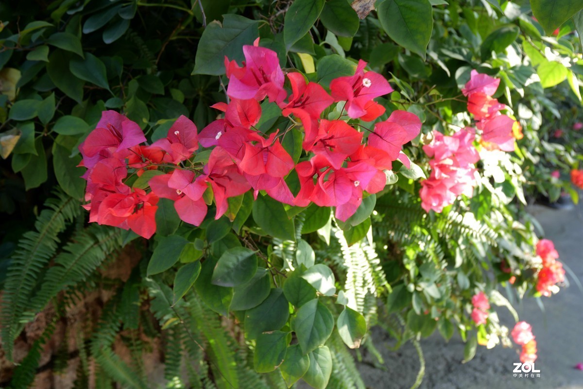 初冬好天气， 三角梅盛开