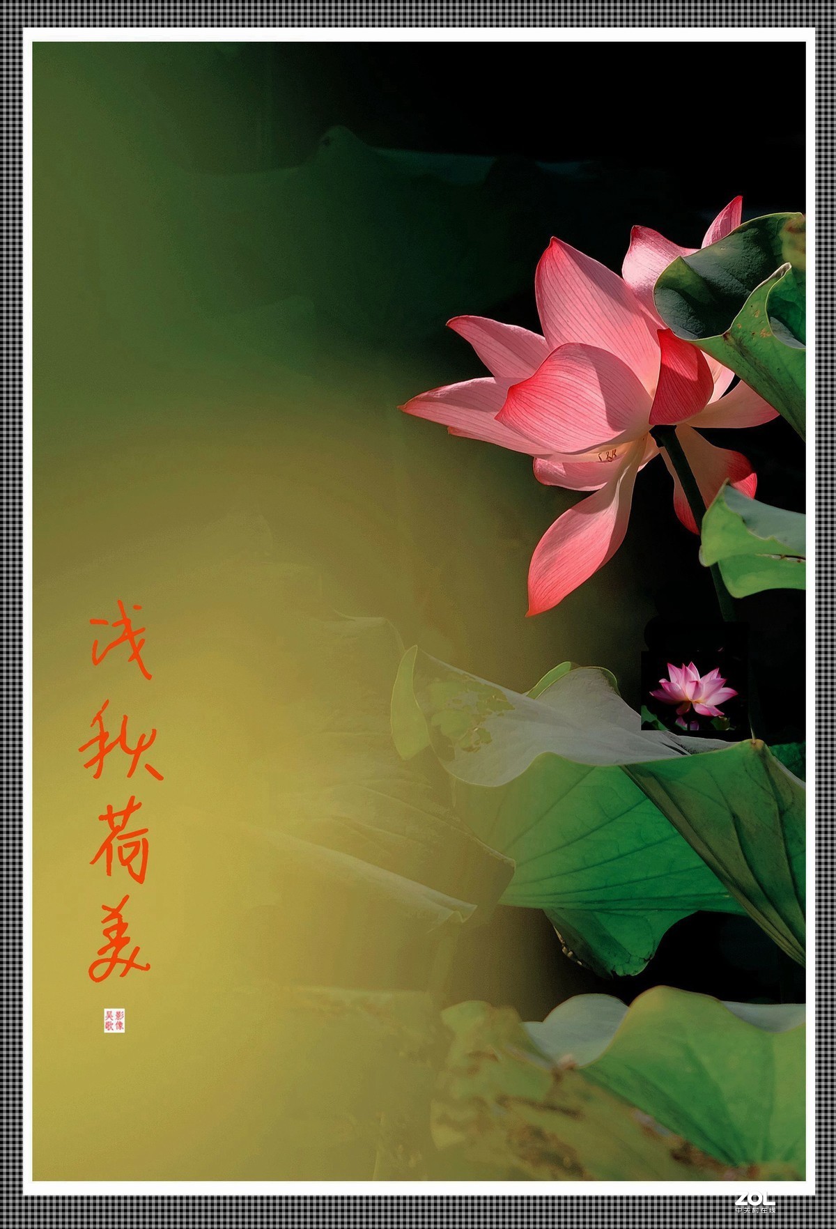 浅秋荷美