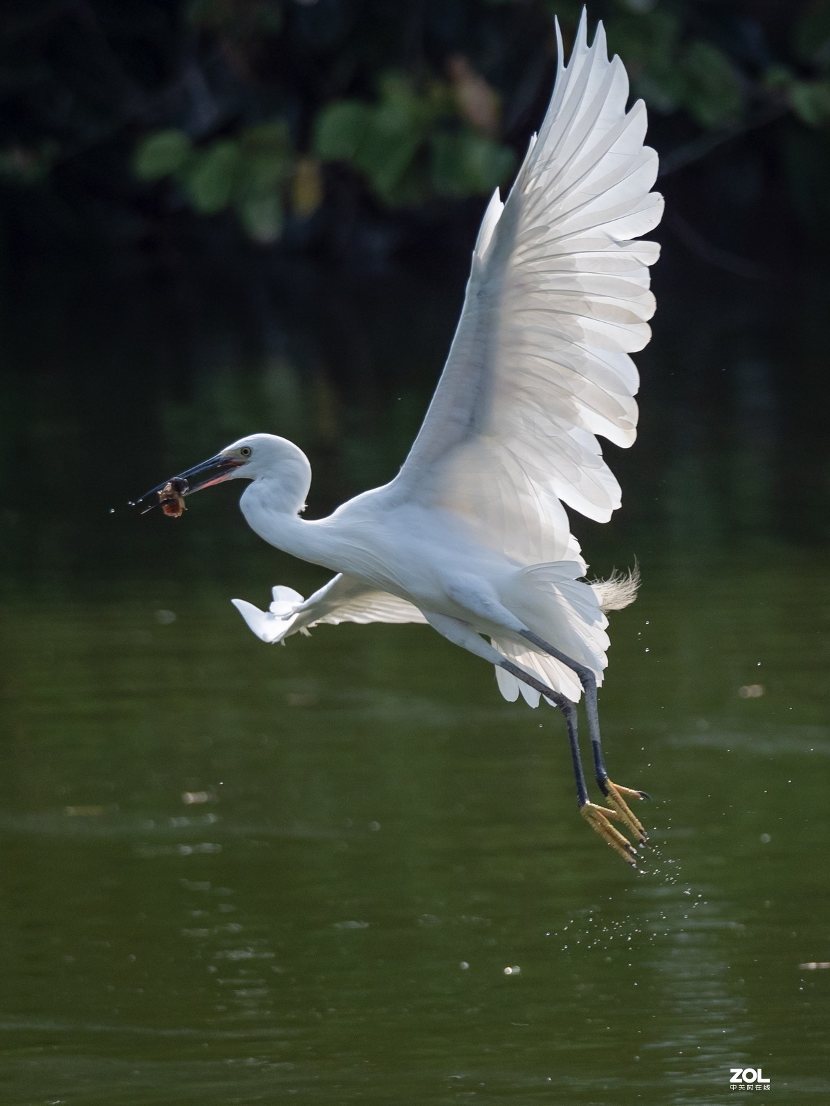 广州黄埔区长洲中山公园白鹭