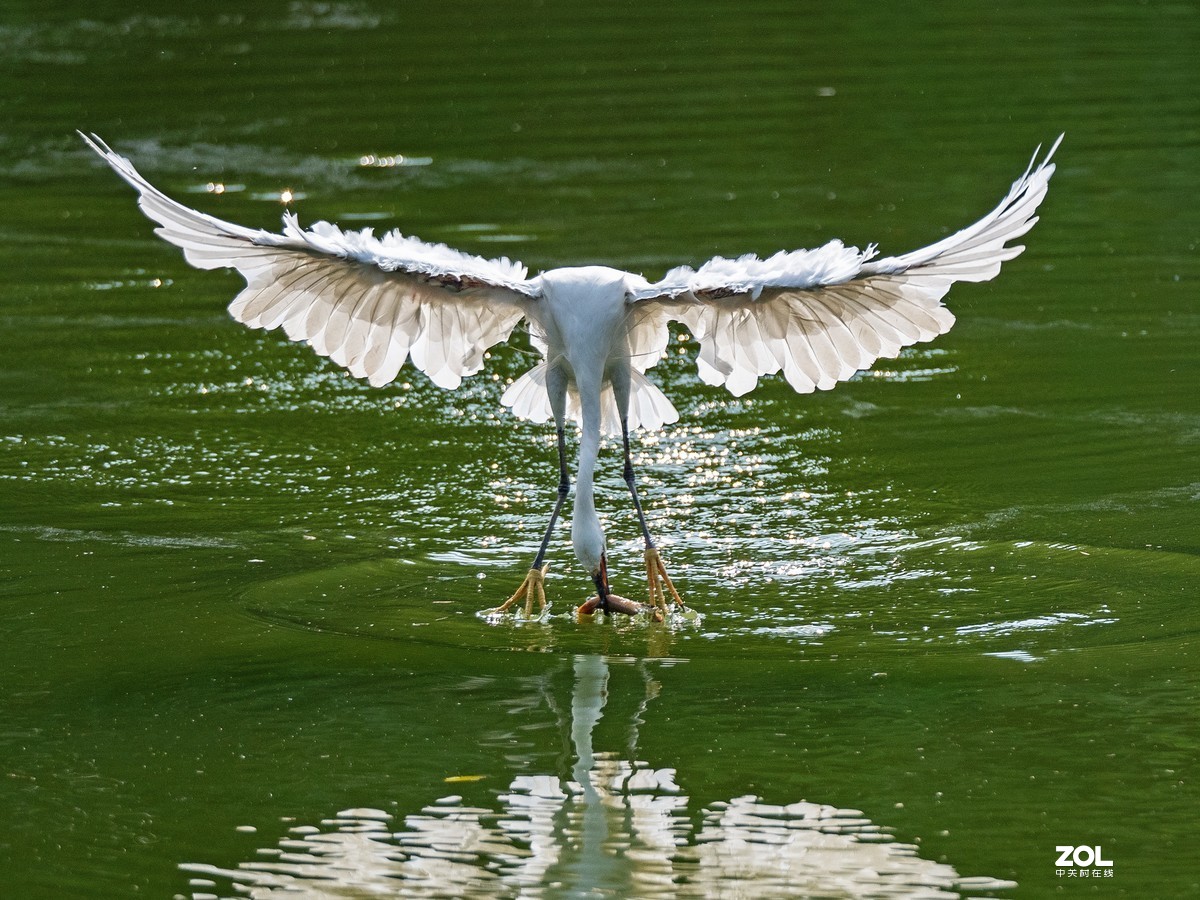 广州黄埔区长洲中山公园白鹭