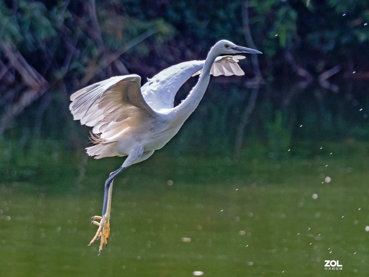 广州黄埔区长洲中山公园白鹭