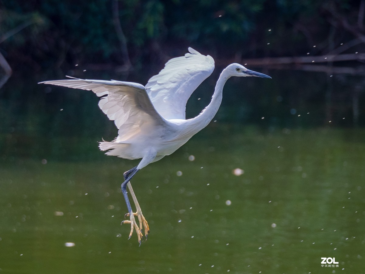 广州黄埔区长洲中山公园白鹭