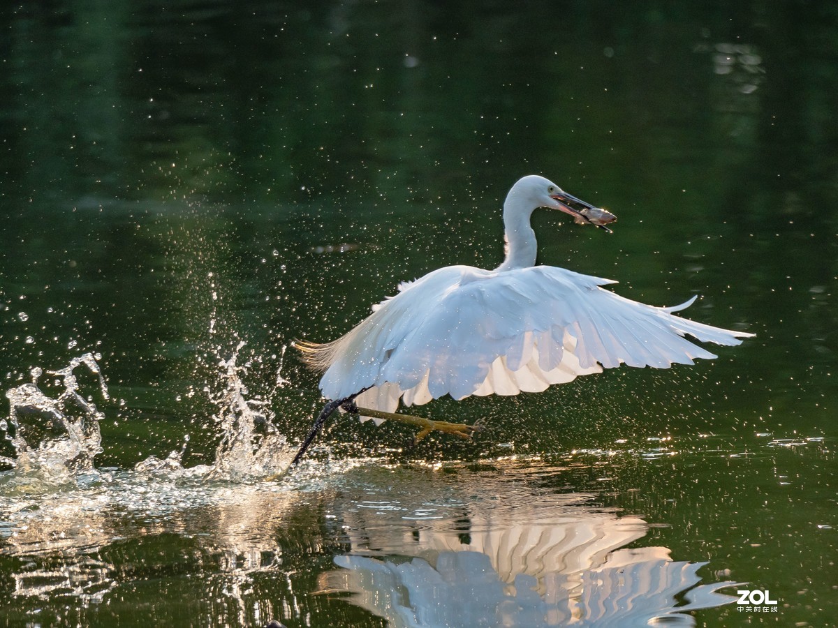 广州黄埔区长洲中山公园白鹭
