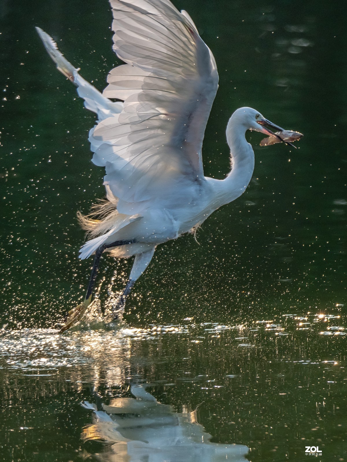 广州黄埔区长洲中山公园白鹭