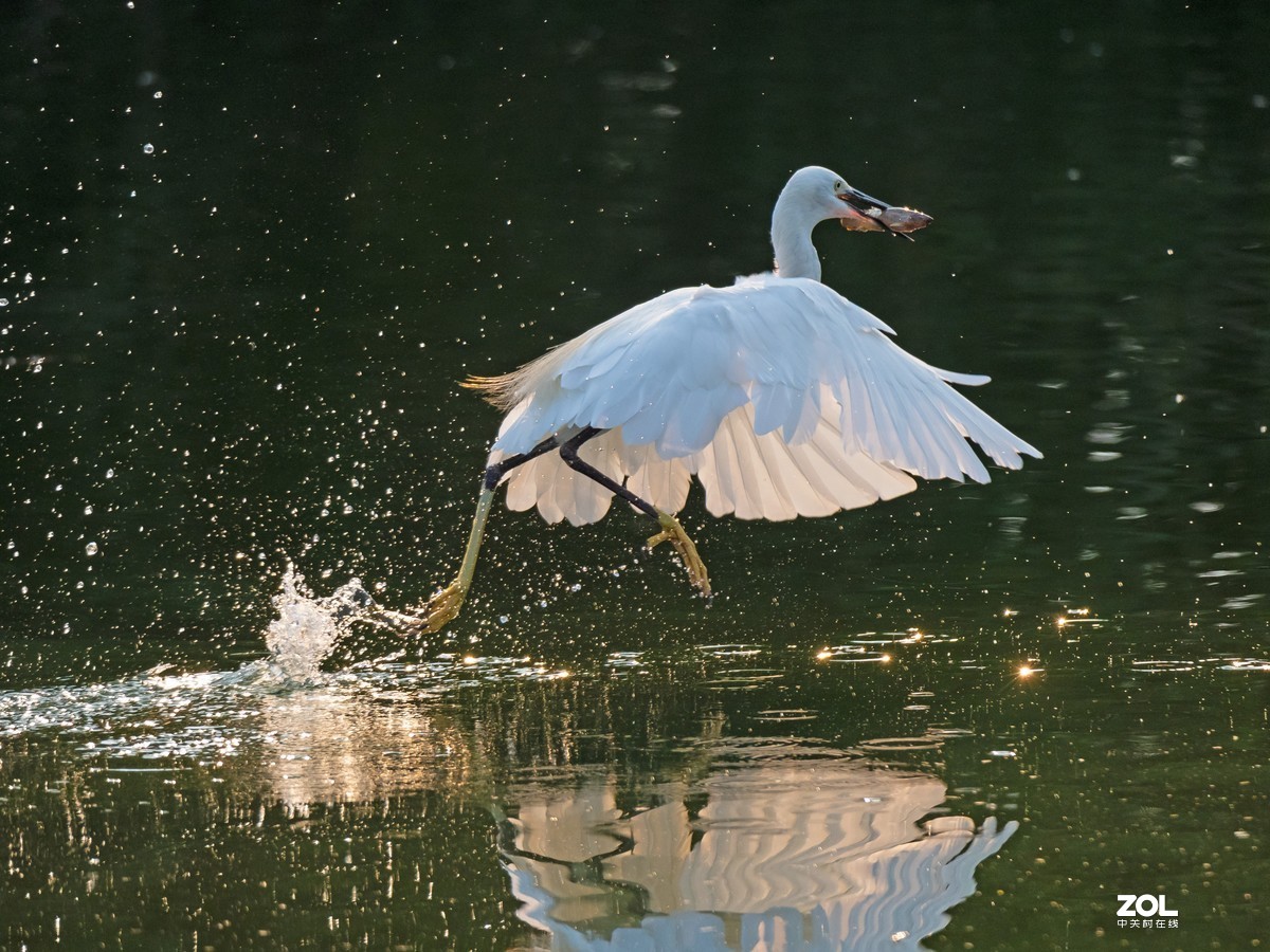 广州黄埔区长洲中山公园白鹭