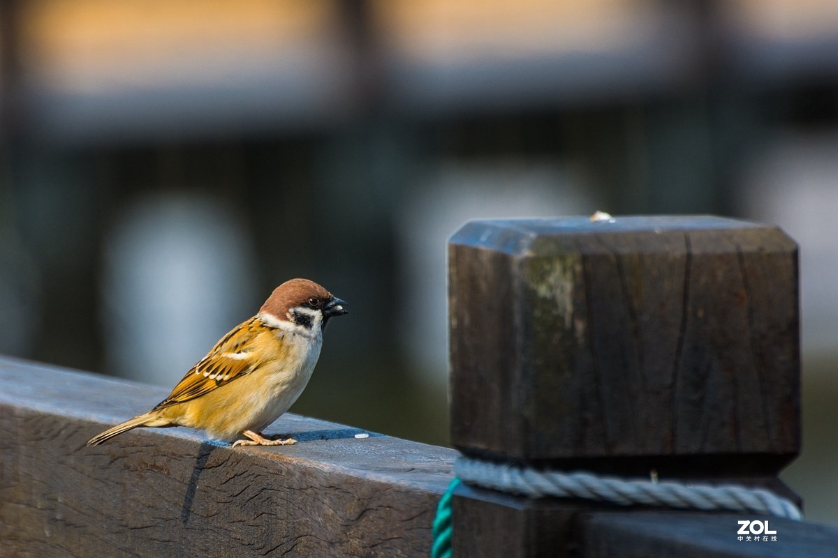 杭州湾湿地冬拍（11）