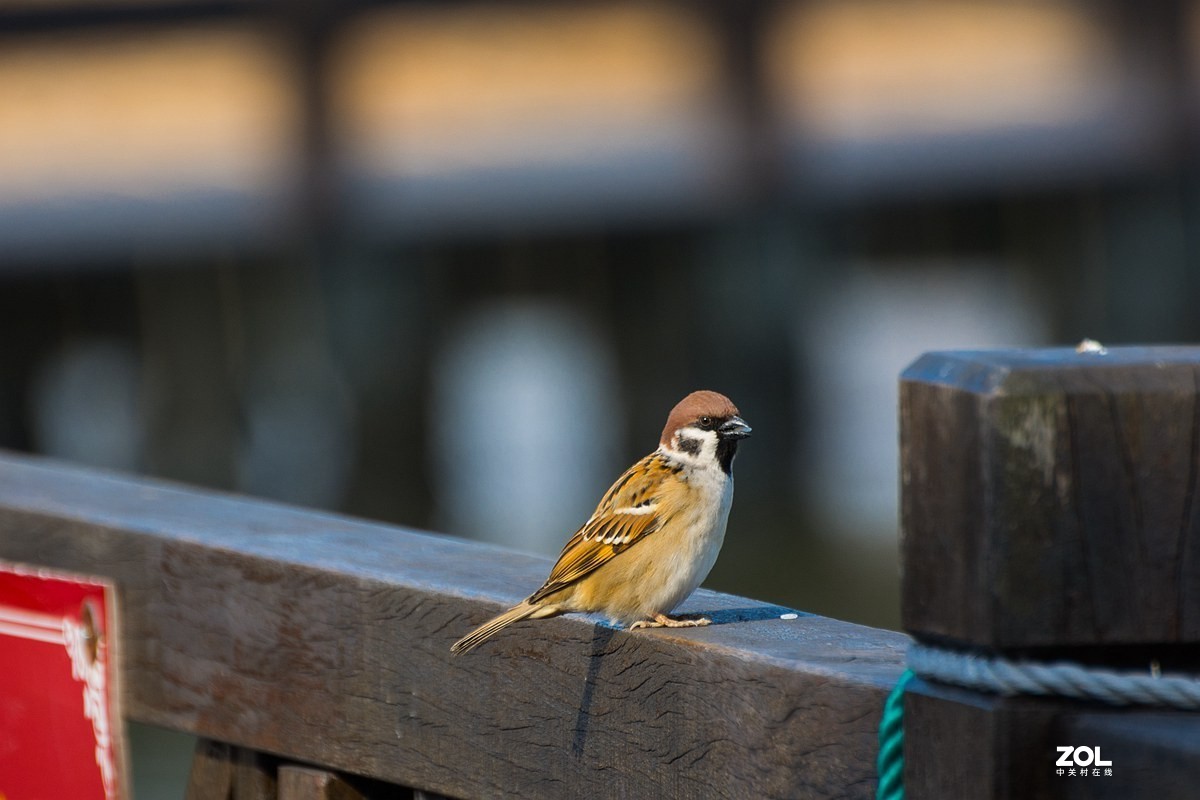 杭州湾湿地冬拍（11）