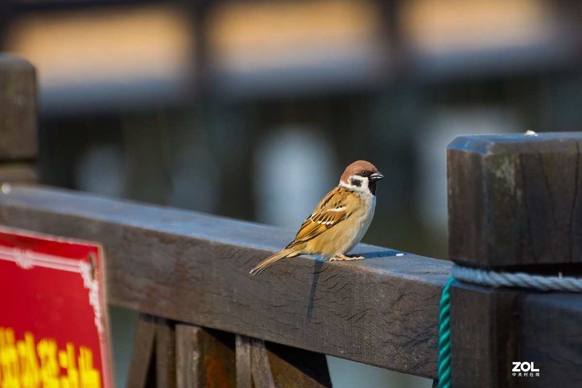杭州湾湿地冬拍（11）