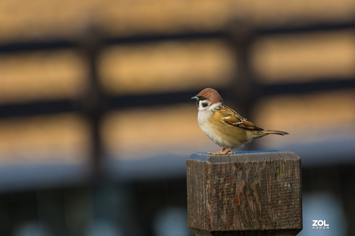 杭州湾湿地冬拍（11）
