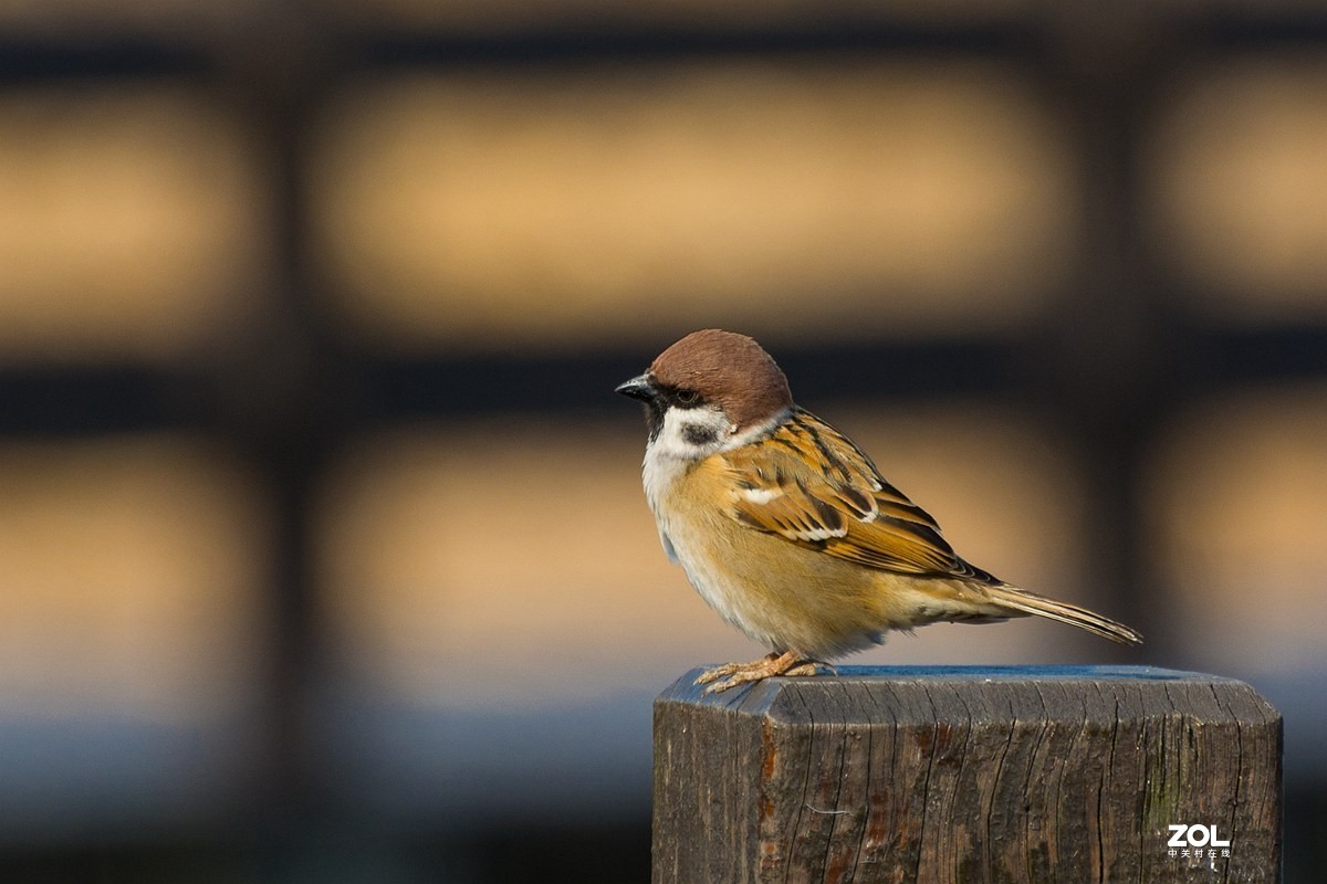 杭州湾湿地冬拍（11）