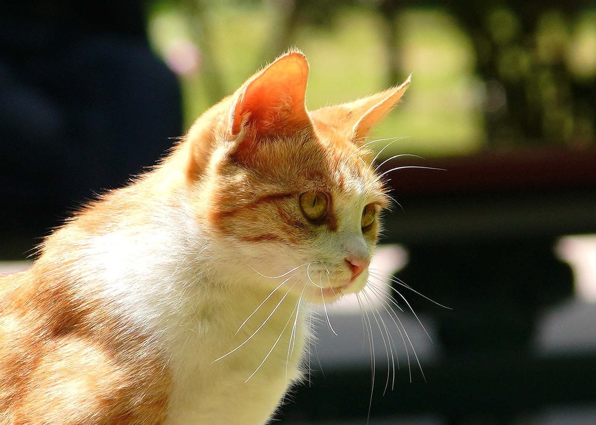 几张之前拍的猫儿图