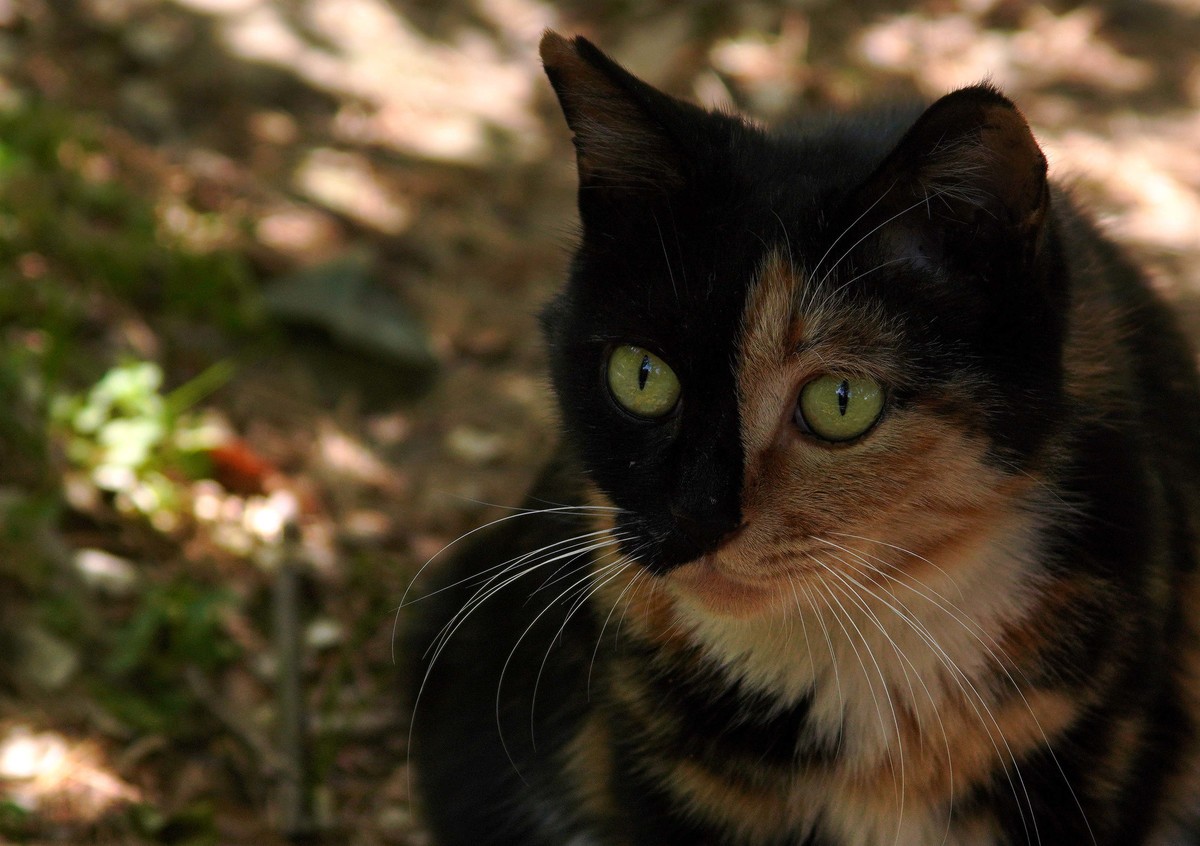 几张之前拍的猫儿图