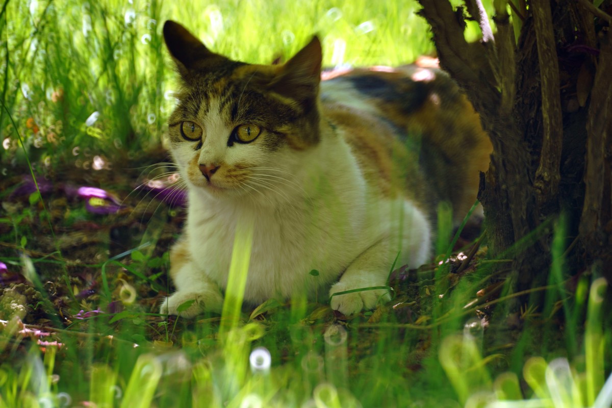 几张之前拍的猫儿图