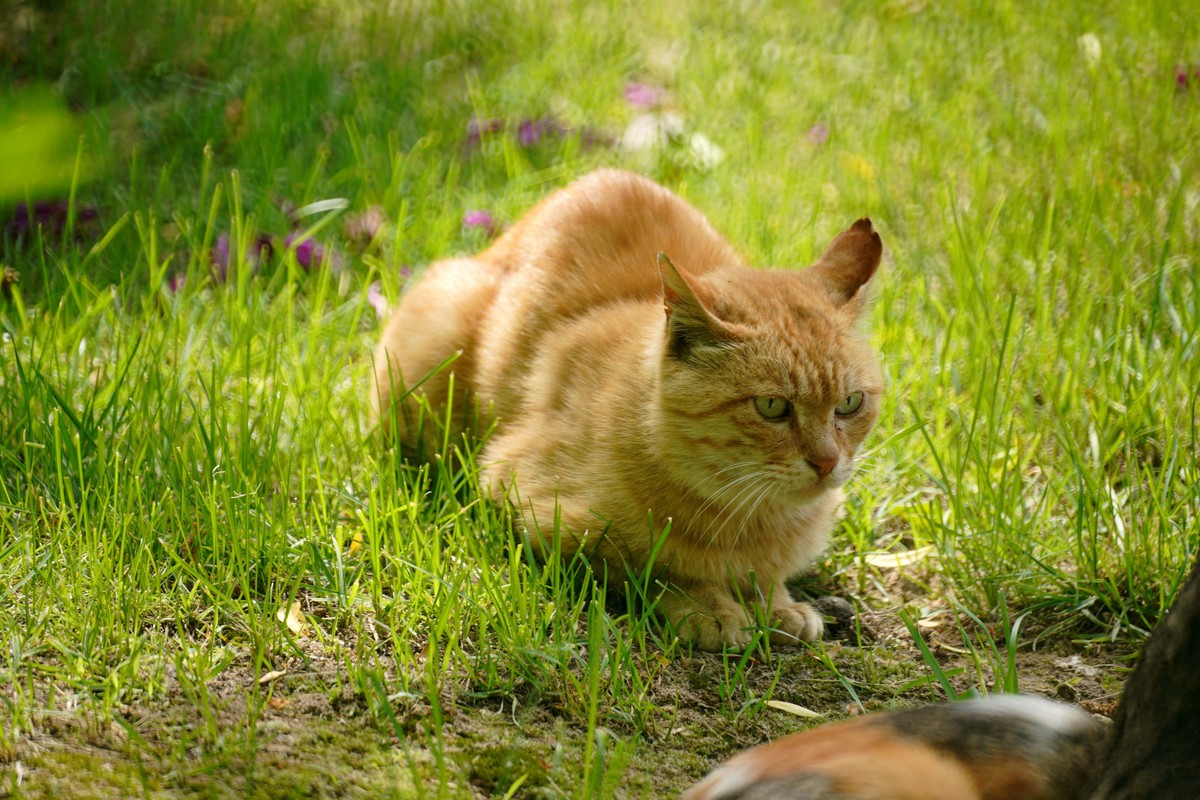 几张之前拍的猫儿图
