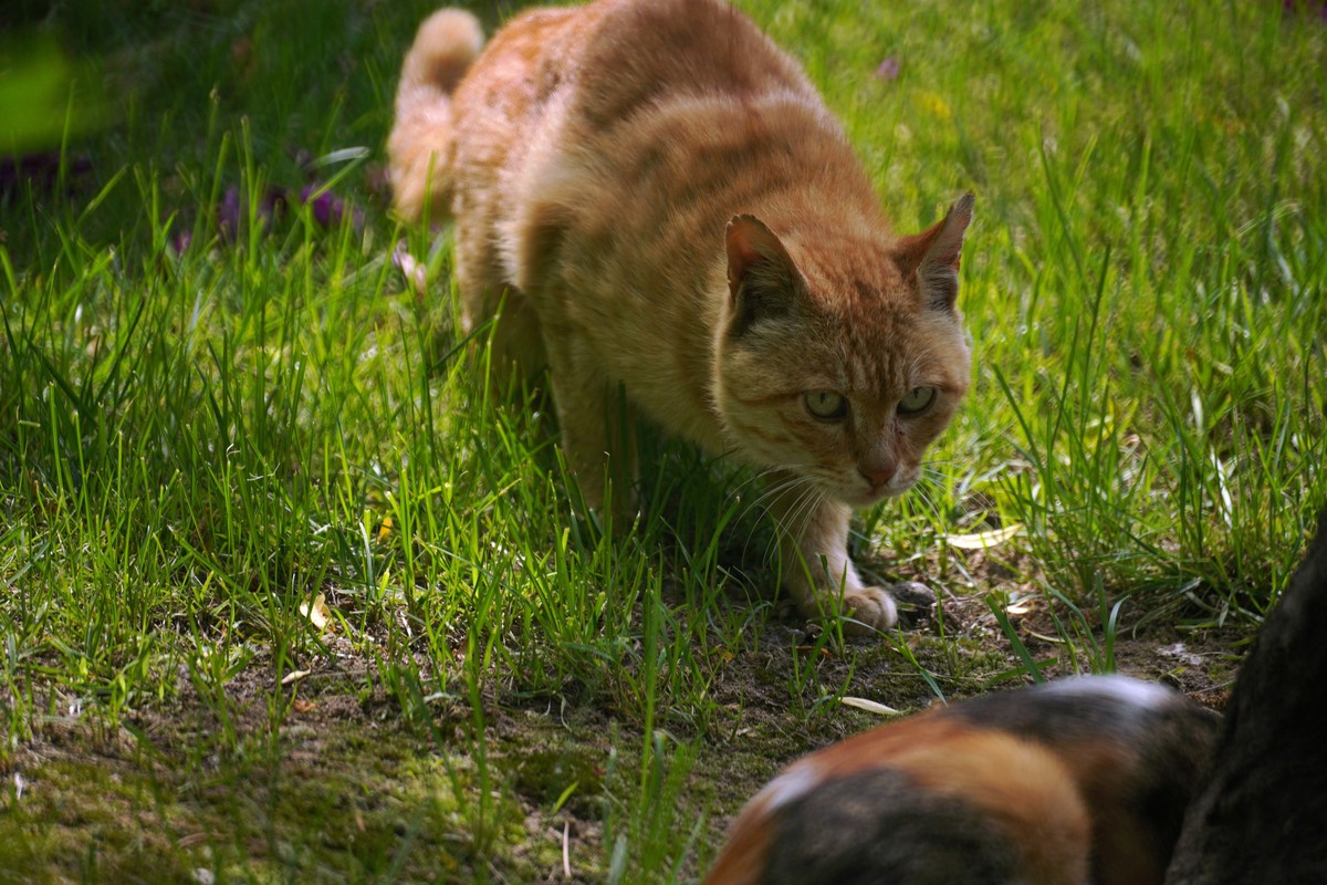 几张之前拍的猫儿图