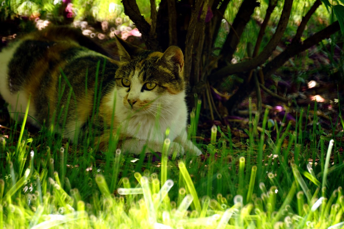 几张之前拍的猫儿图