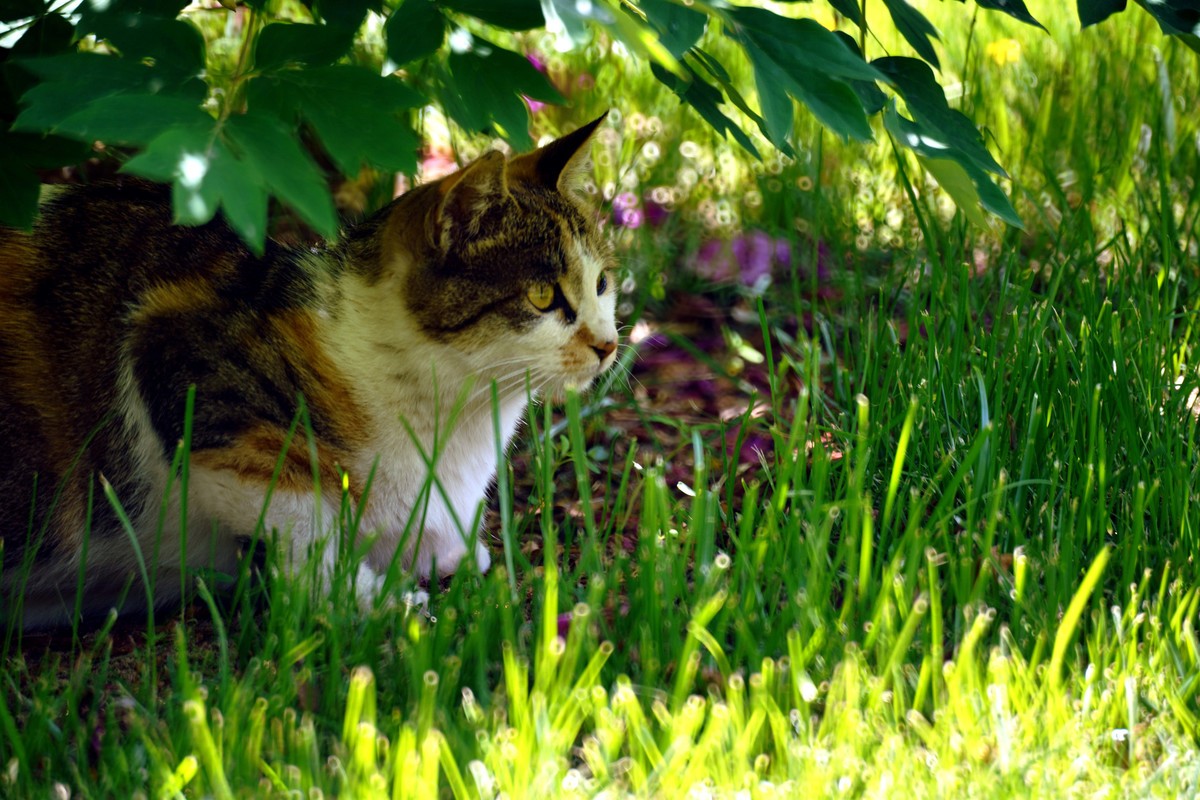 几张之前拍的猫儿图