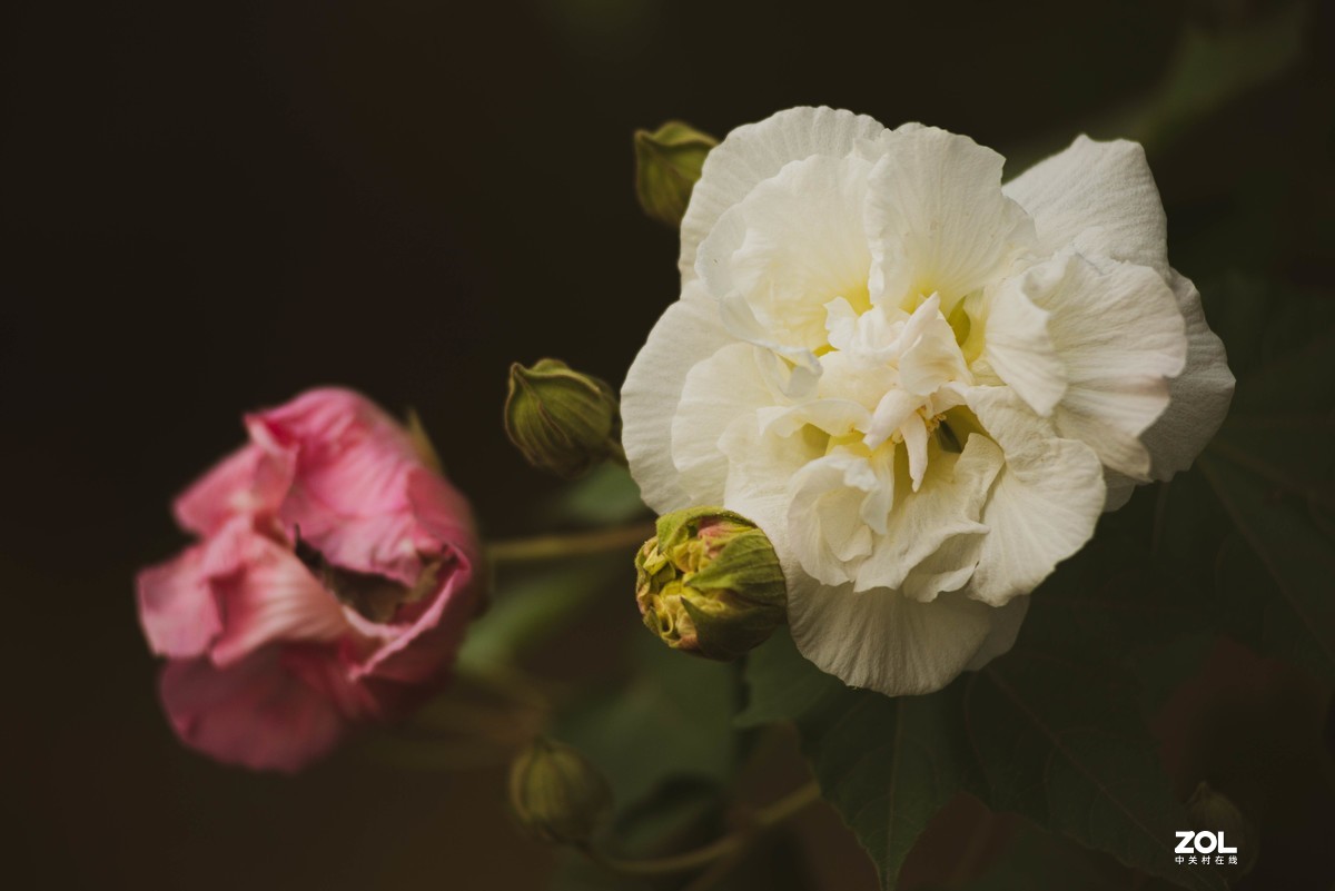 小钢炮家门口随拍