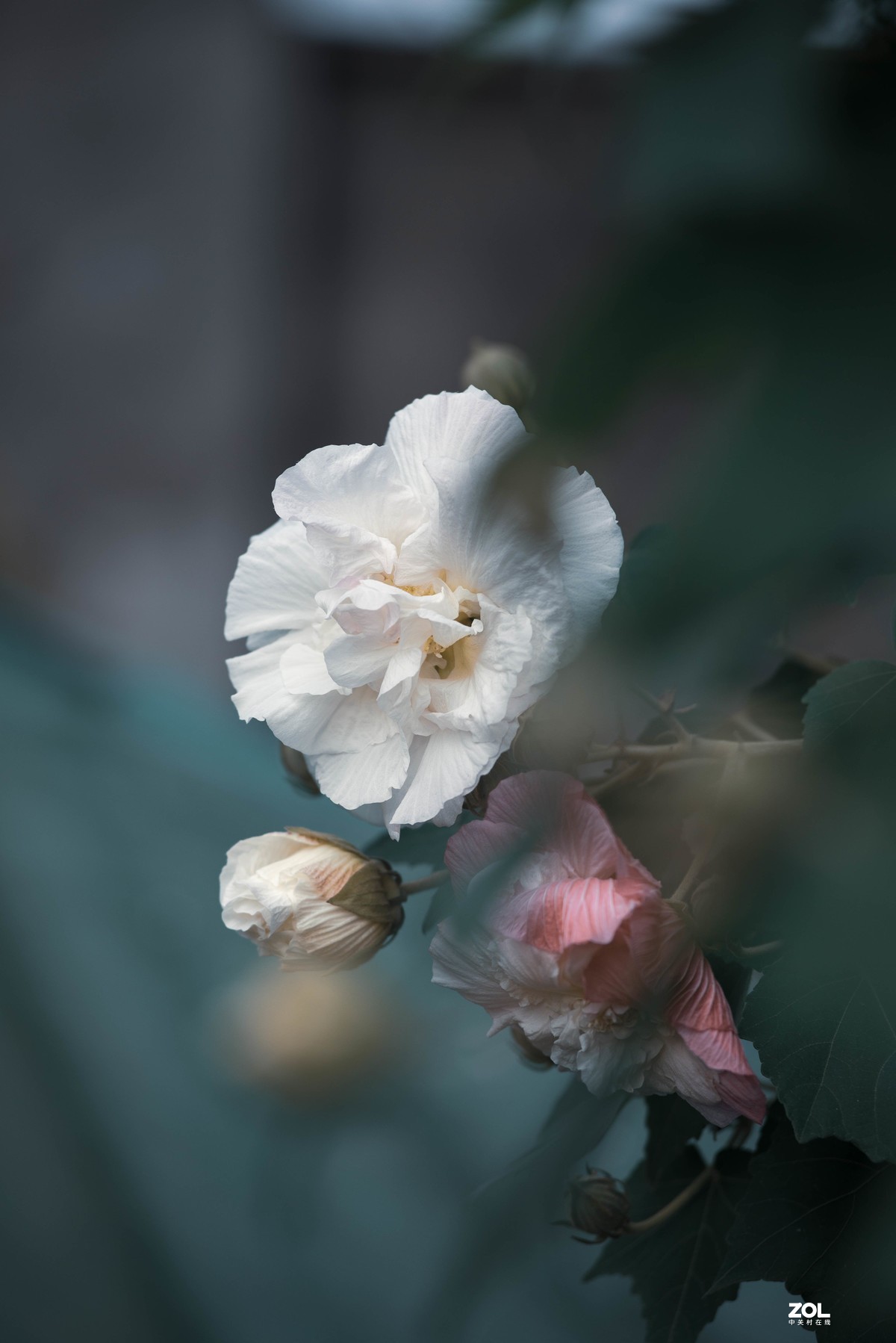 小钢炮家门口随拍