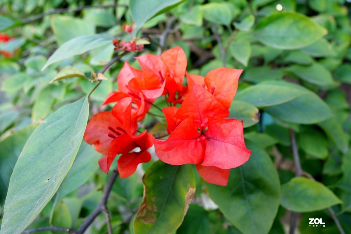 初冬好天气， 三角梅盛开