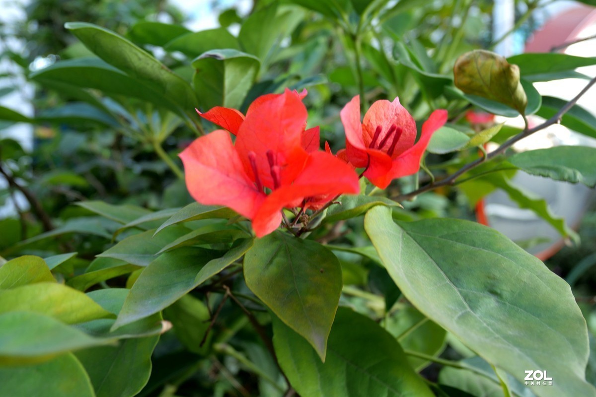 初冬好天气， 三角梅盛开
