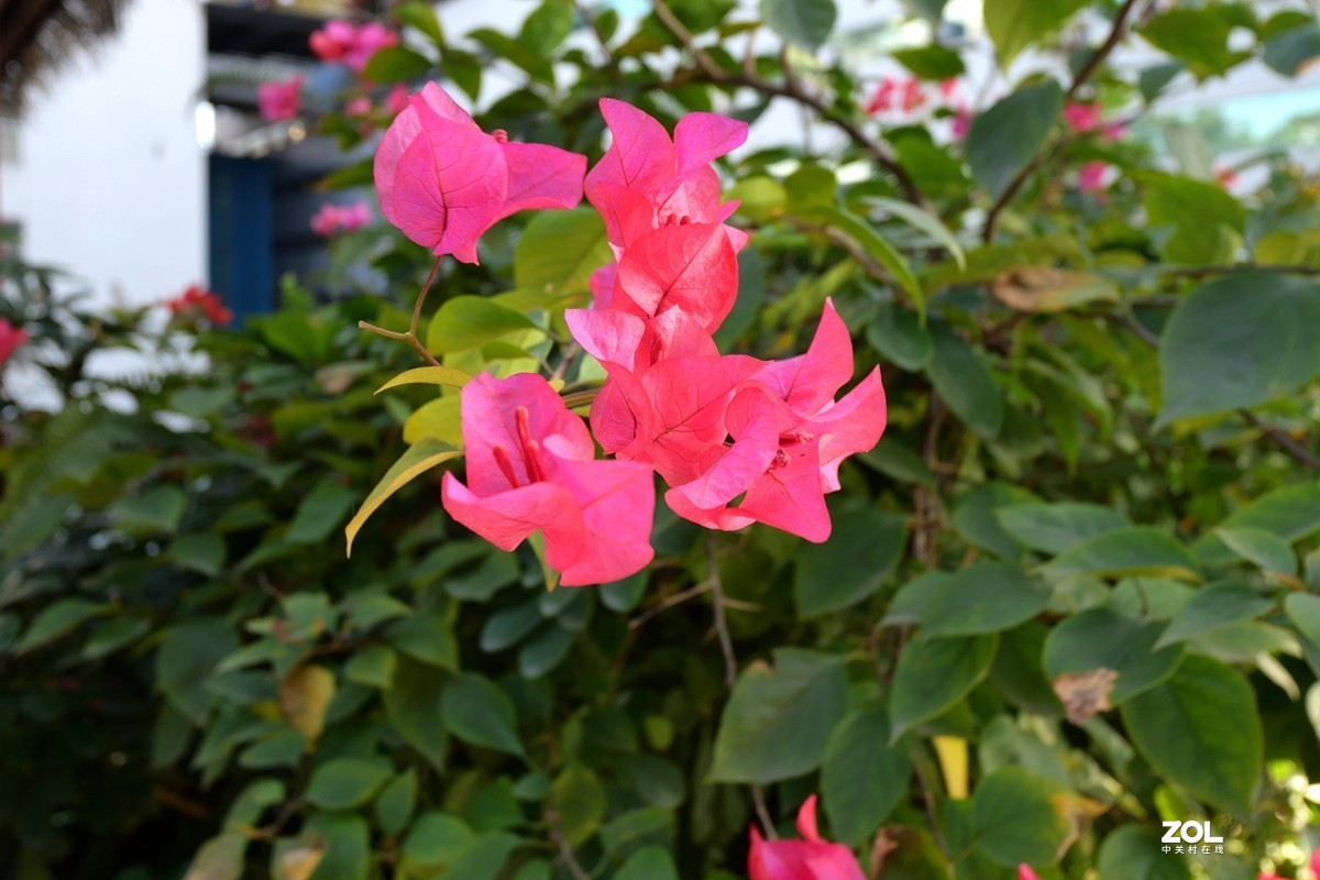 初冬好天气， 三角梅盛开