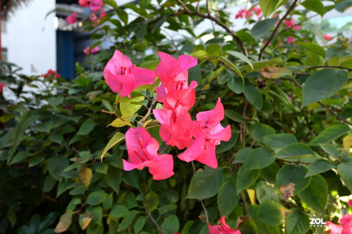 初冬好天气， 三角梅盛开