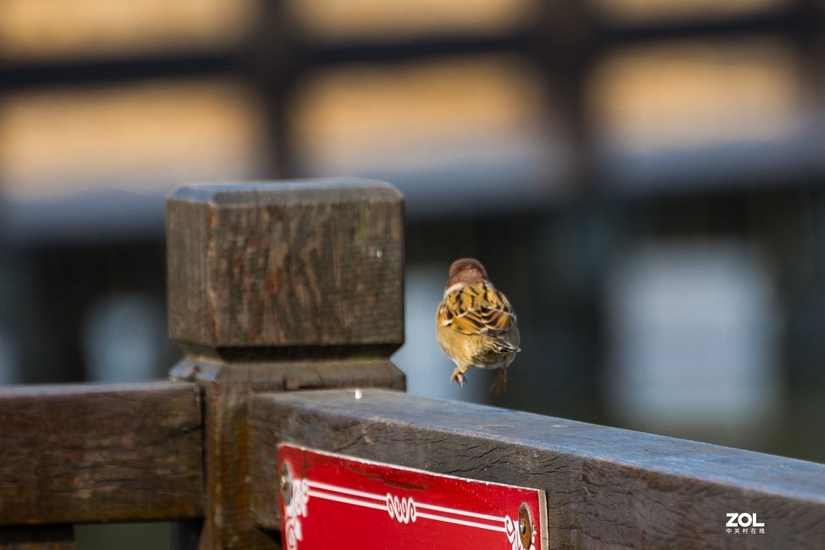 杭州湾湿地冬拍（11）
