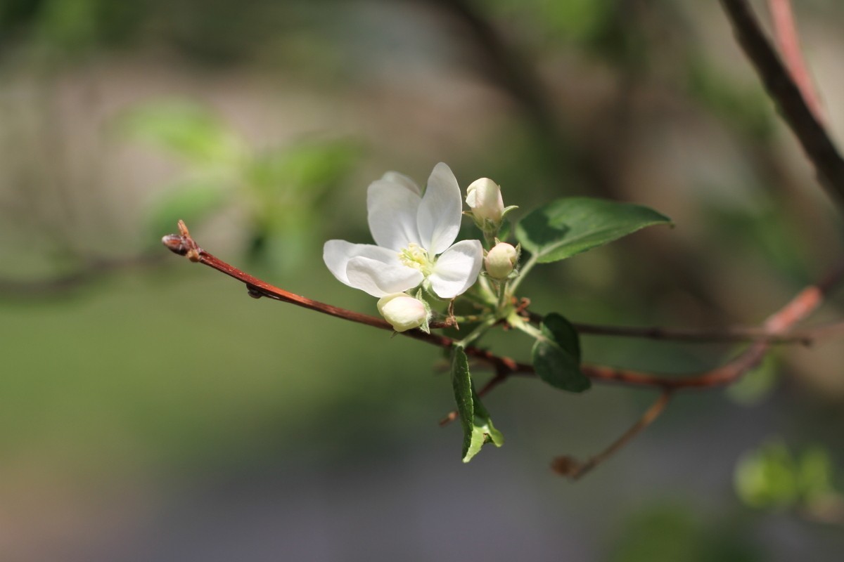 随拍 花