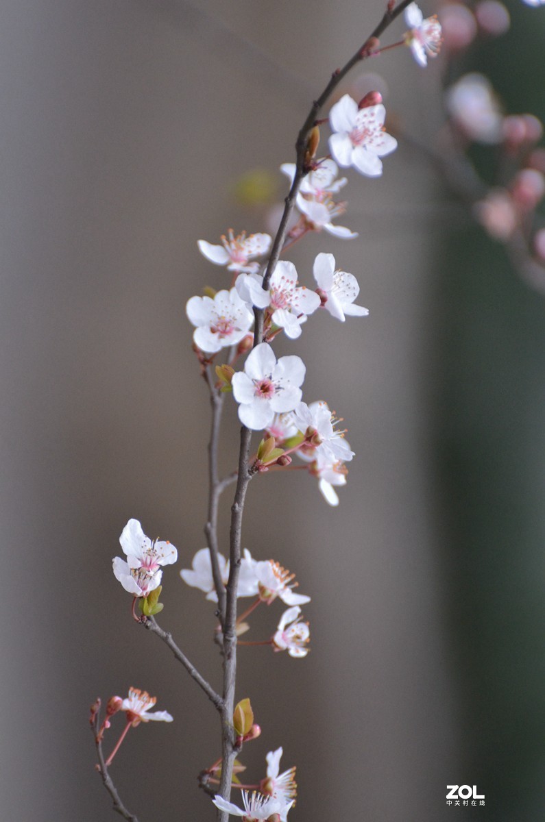 春光明媚，百花迎春