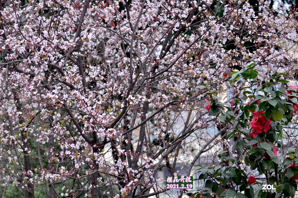 春光明媚，百花迎春