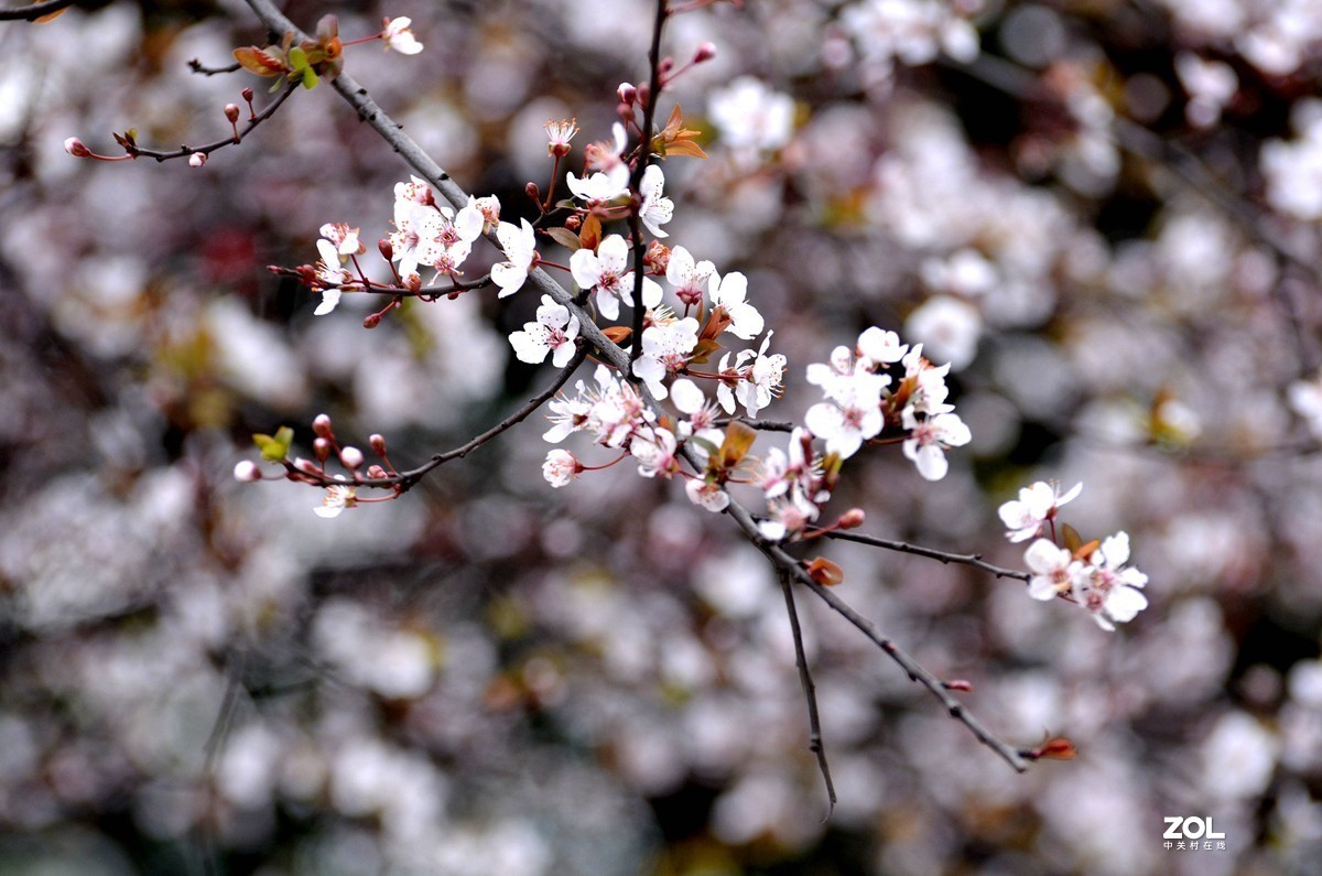 春光明媚，百花迎春