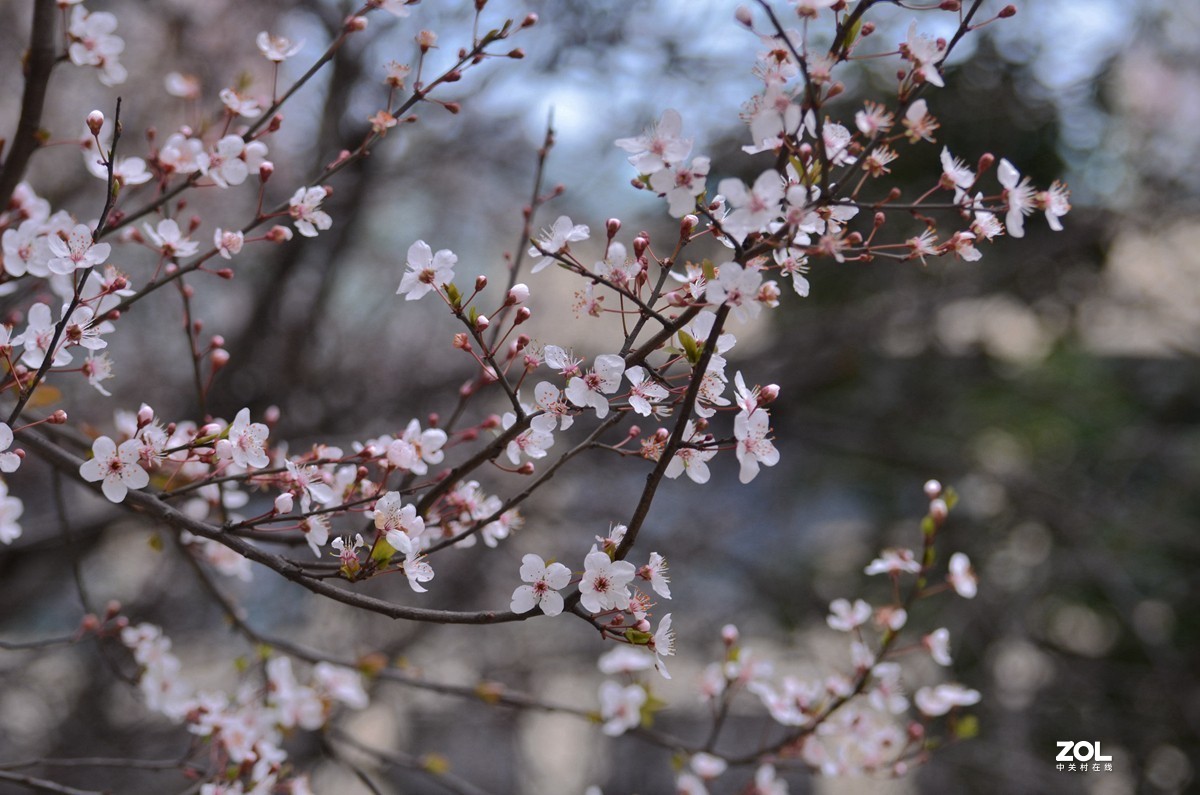春光明媚，百花迎春