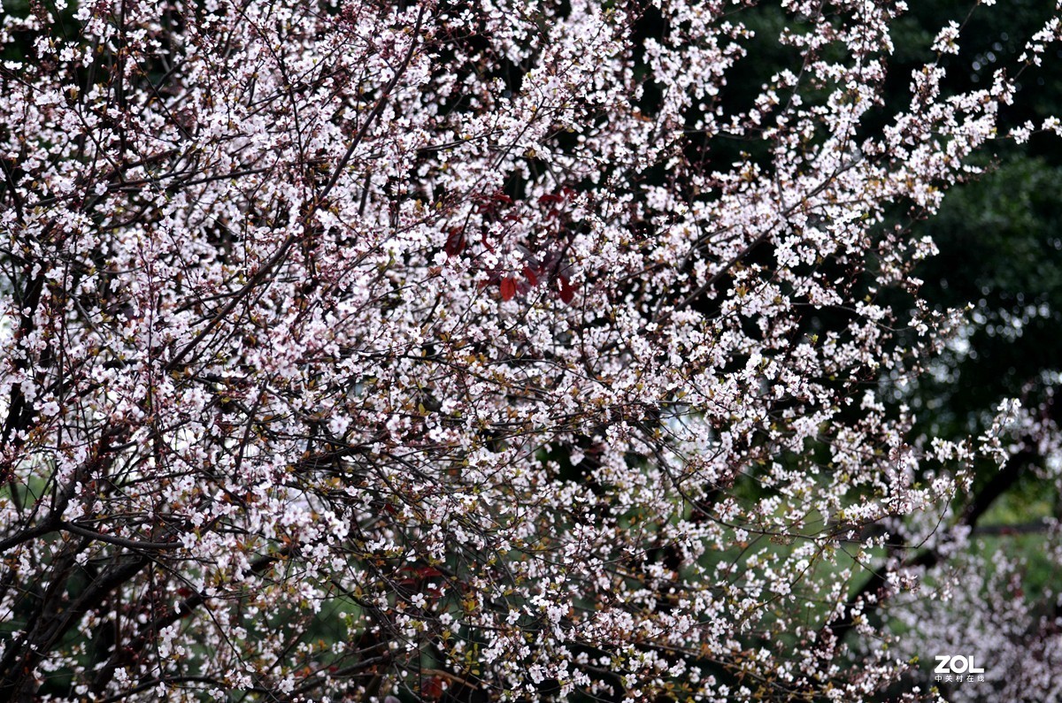 春光明媚，百花迎春