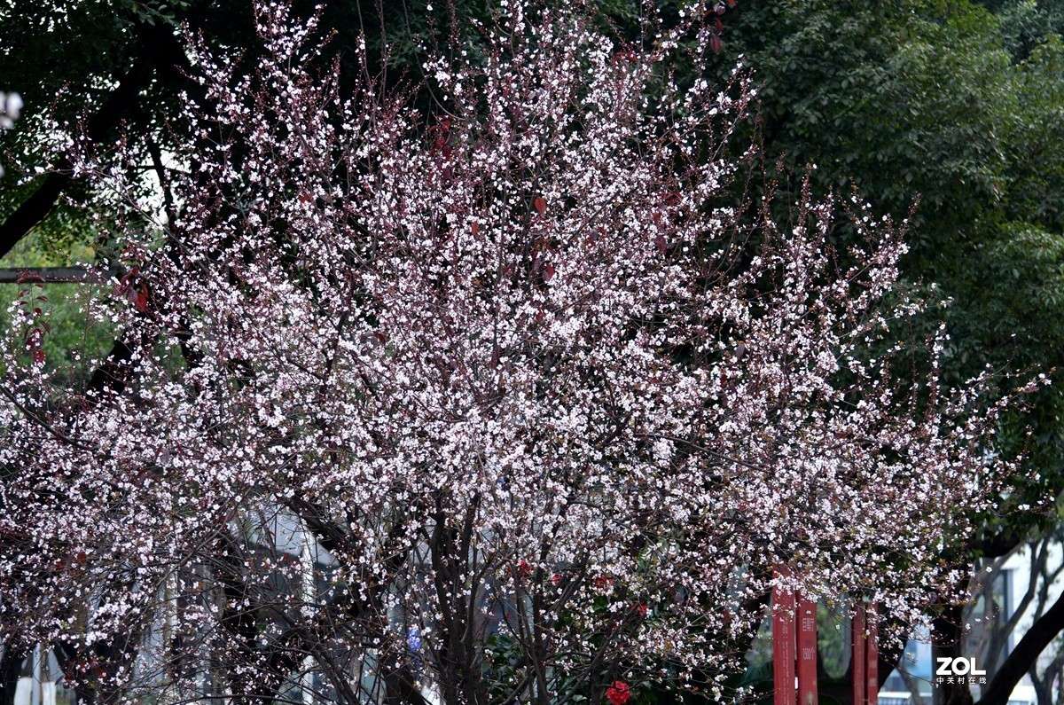 春光明媚，百花迎春