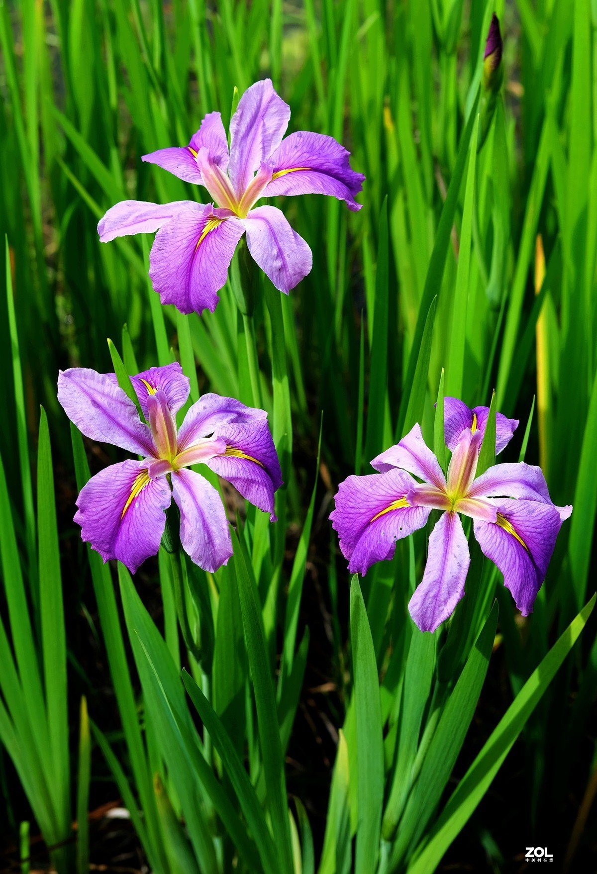 娇艳鸢尾花草