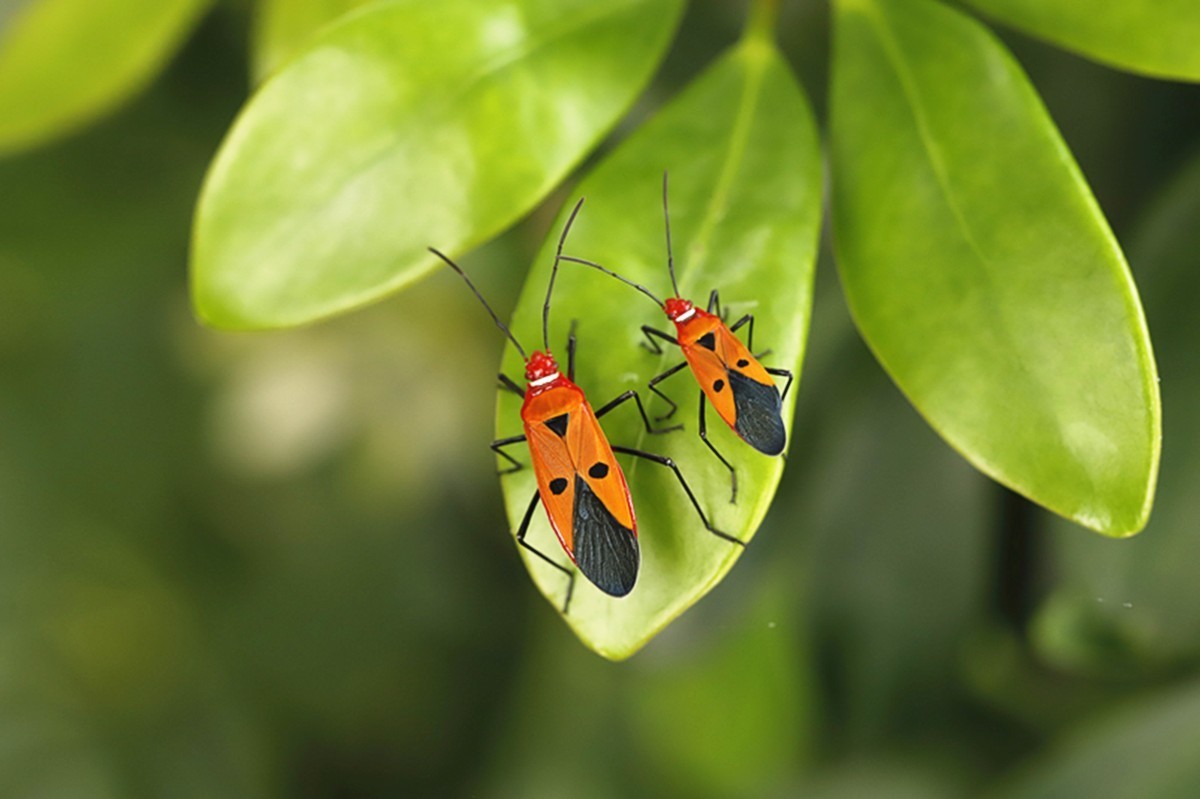 虫趣成群结队棉红蝽