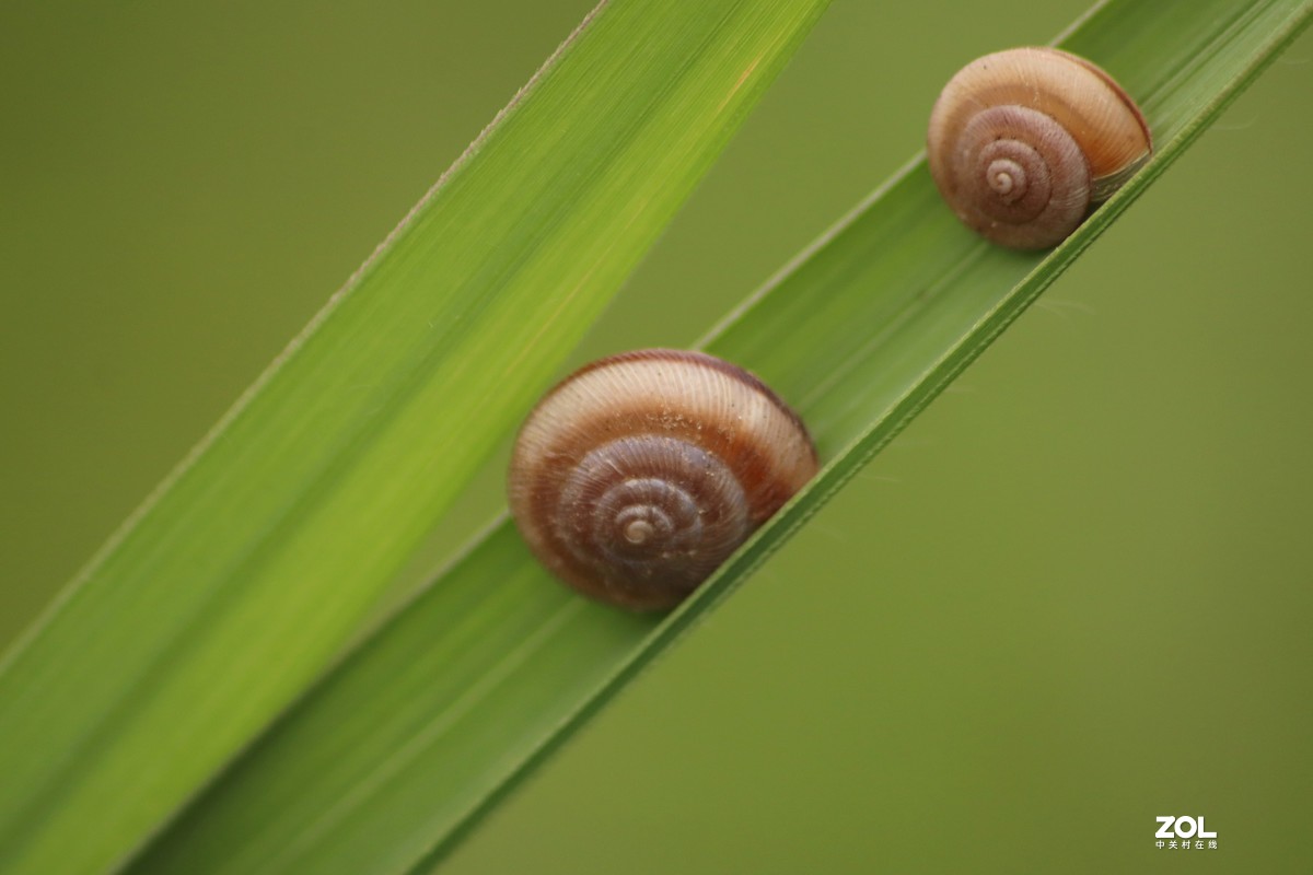 蜗牛和甲壳虫