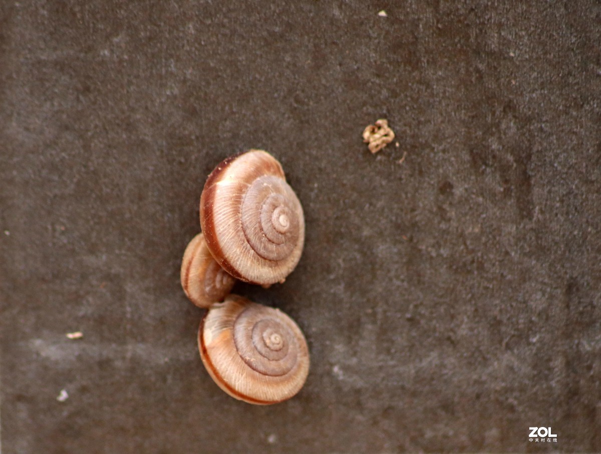 蜗牛和甲壳虫