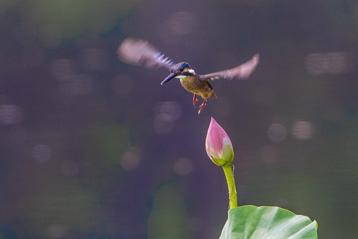 小荷才露尖尖角