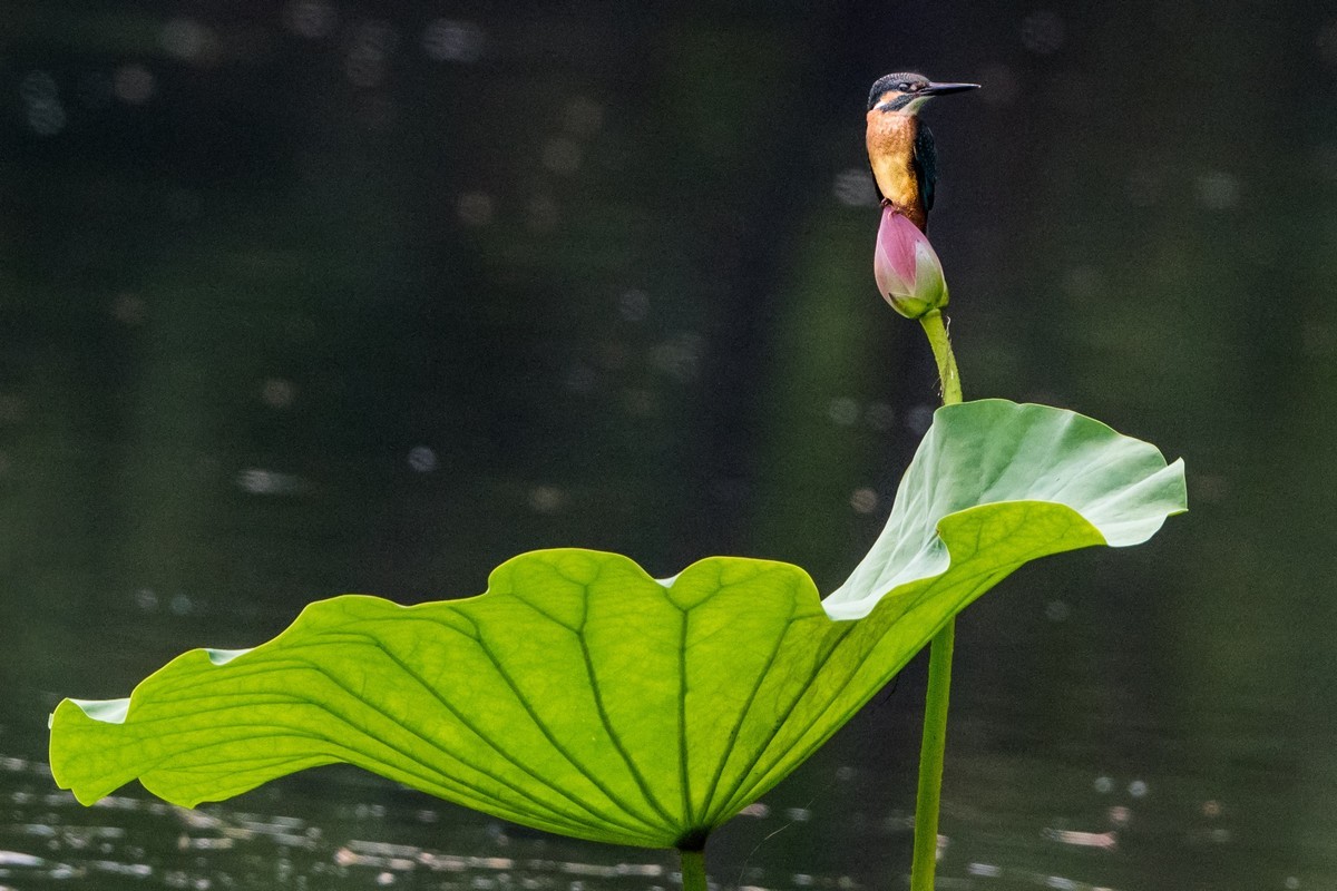小荷才露尖尖角