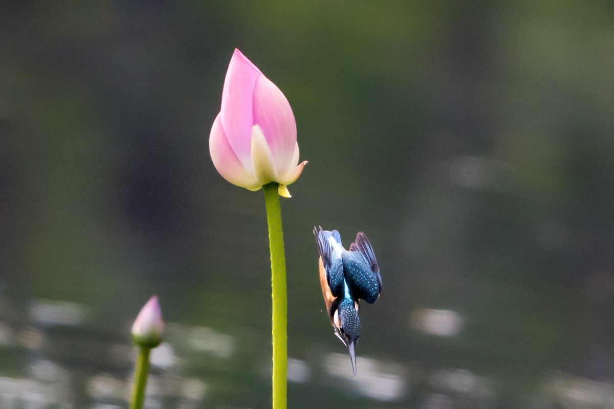 小荷才露尖尖角