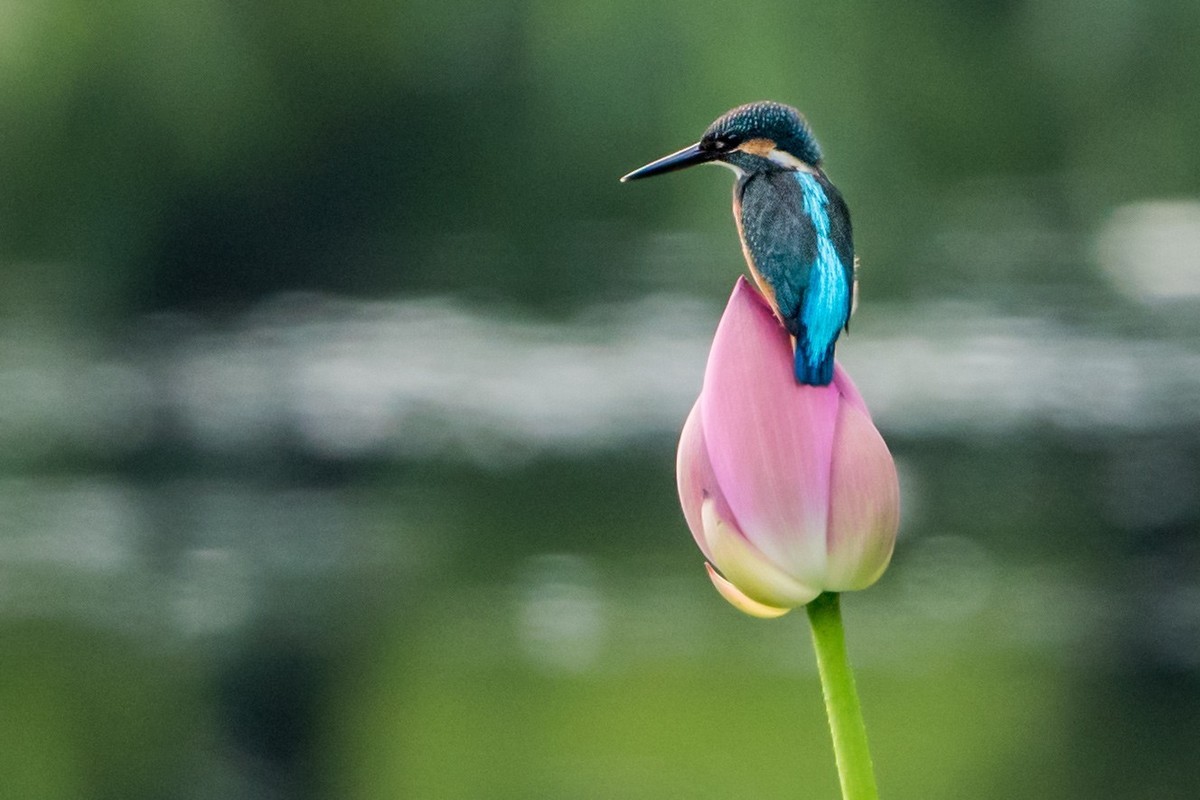 小荷才露尖尖角