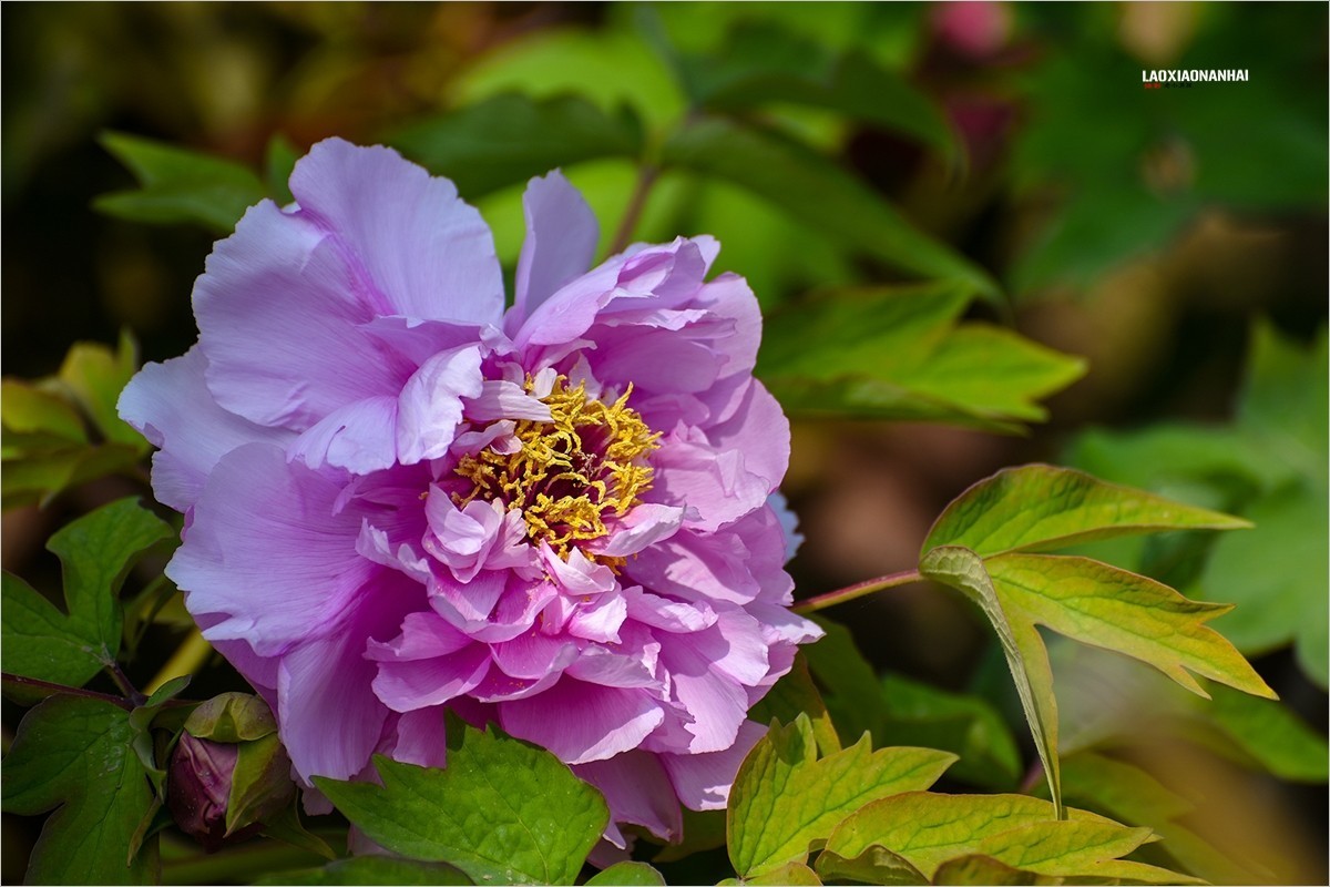 2021年第574贴景山公园牡丹花220822f