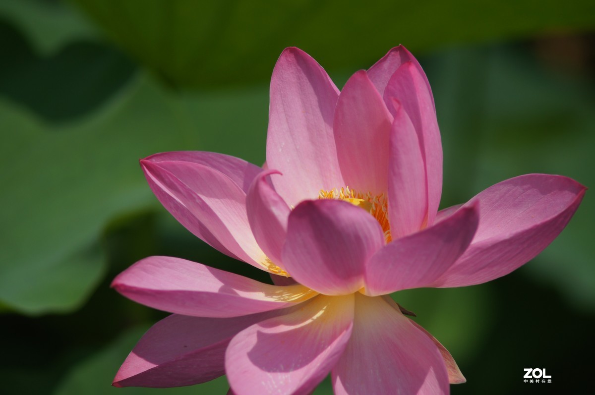 索尼微单加手动70-210品夏荷